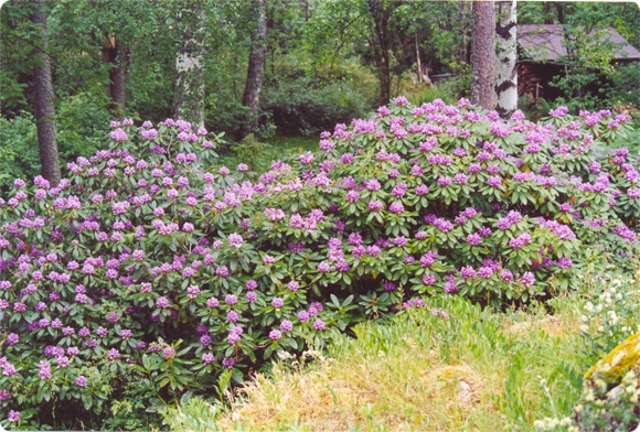 PK9_Rododenron_600